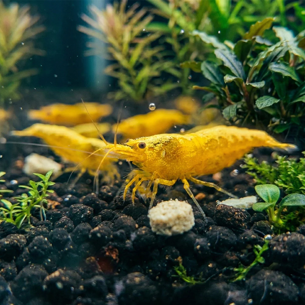 Caridina Shrimp