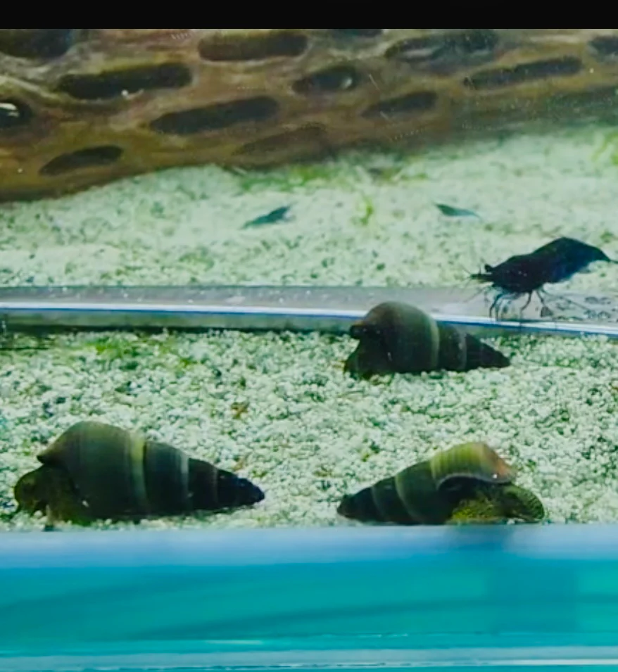 Snails