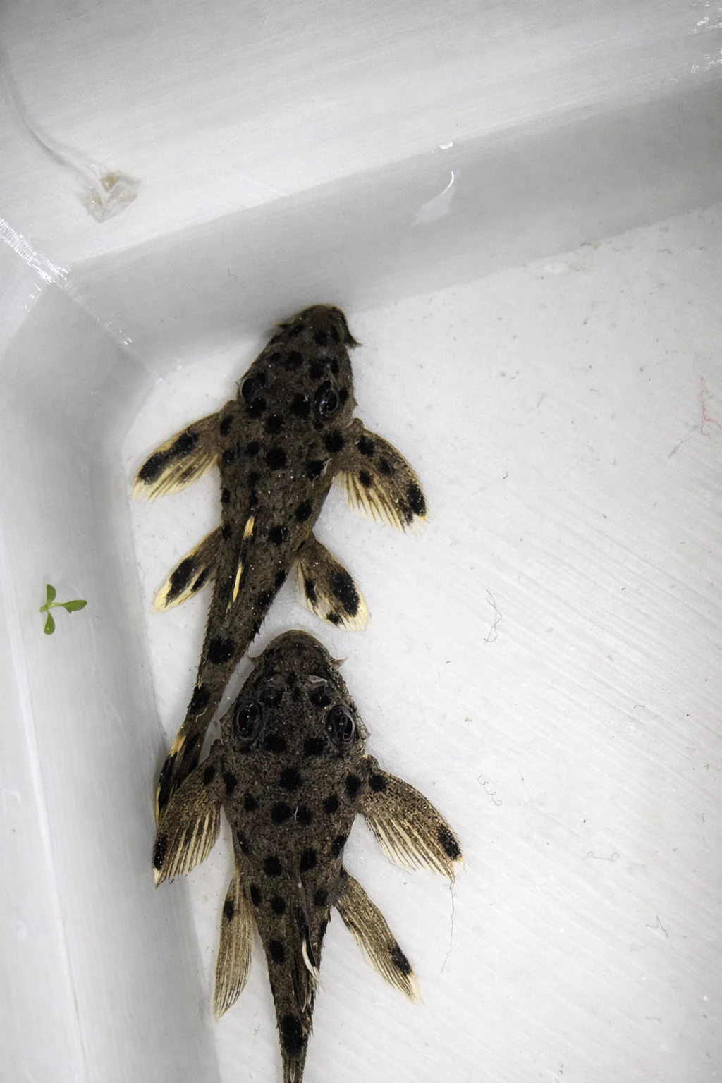 CATFISH AND PLECOS