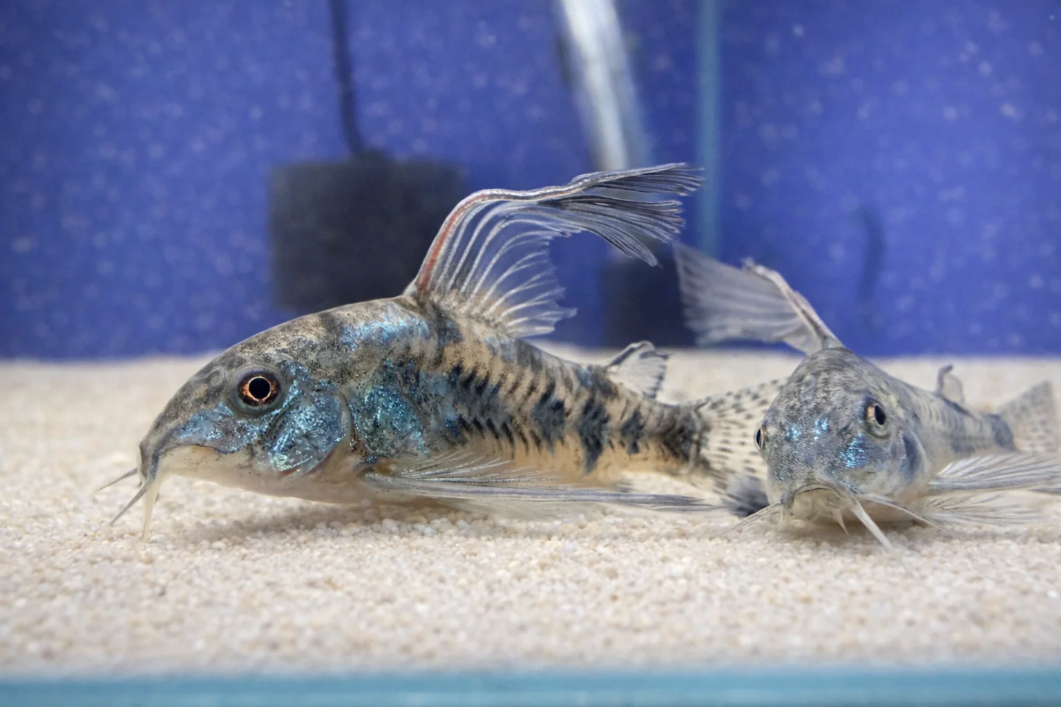 Live Fish for aquariums